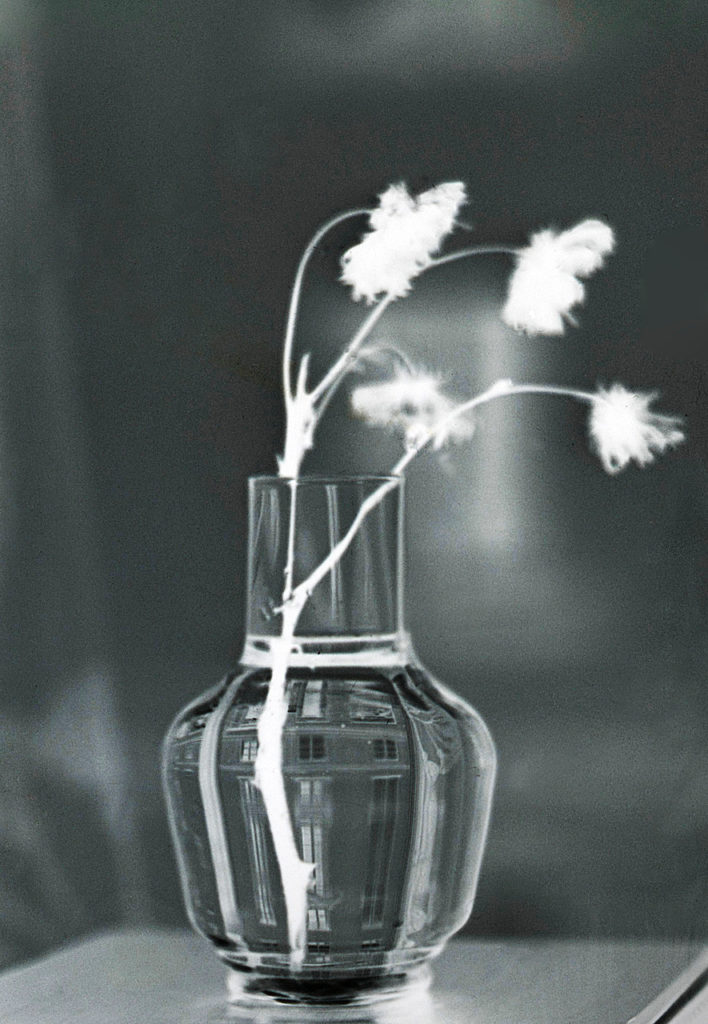 Rosen i vasen ©Georg Kristiansen